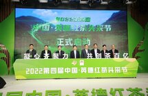 英德17万亩茶园全面开采