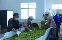 永德｜高质量发展茶叶产业 夯实乡村振兴产业根基