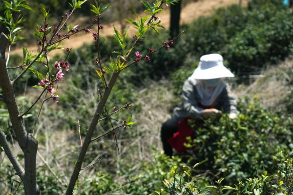 南昌：高山春茶采摘忙