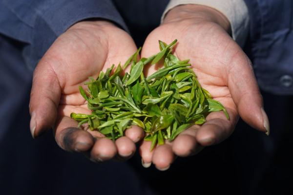 南昌：高山春茶采摘忙