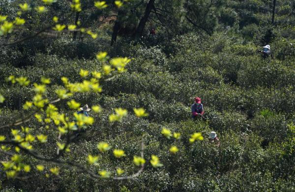 南昌：高山春茶采摘忙