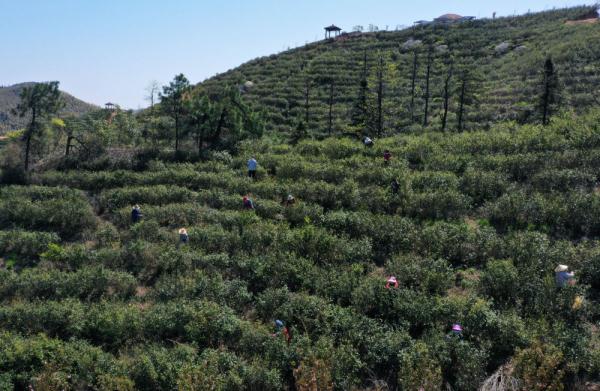 南昌：高山春茶采摘忙