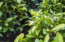 保护珍稀古茶树资源 推动茶产业健康发展