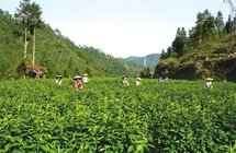 绿水青山出好茶——古丈县茶产业探秘·品质篇
