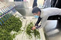 科技赋能苏州碧螺春茶产业升级