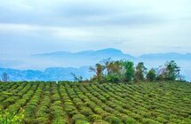 雅安蒙顶山茶产业现状及其发展策略研究