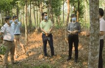 张议文深入坡心镇调研沉香产业发展
