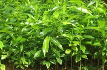 北流石窝镇｜将沉香产业打造成特色名片