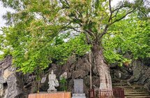 东安｜沉香寺里沉香花开