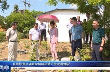 惠东县领导带队调研绿棋楠沉香产业发展情况