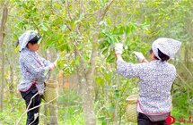 陆河北中村｜大力发展沉香产业