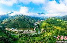 优势得天独厚 茶乡福安打造“三茶融合”示范区