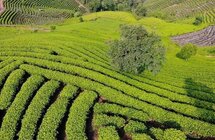思茅区倚象镇｜计划年内完成2万余亩有机茶园转换