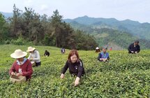 最高可奖50万元！十堰竹山县全产业链推进茶产业高质量发展