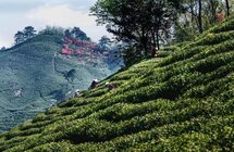 商城县｜大力发展茶叶产业 用“高山茶香”赋能乡村振兴
