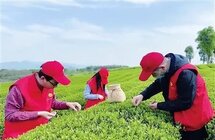 上虞“三茶”统筹高质量推进茶产业融合提质