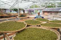 云南普洱｜从“会”种茶到“慧”种茶 推动茶产业高质量发展