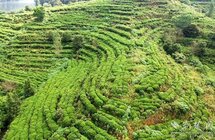 黄冈市｜茶产业链现场推进会下周二在红安召开