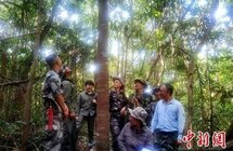 云南西双版纳发现罕见野生沉香种群，至少有百余株