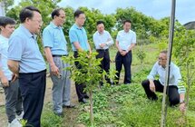 中山市政协主席庄树俊调研中山沉香产业