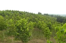 电白区领导带队到南药、沉香种植生产销售基地调研