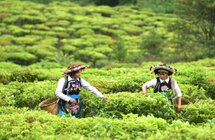 楚雄南华｜茶产业带动群众增收致富