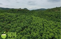 儋州打造沉香产业小镇 以产业振兴推进乡村振兴