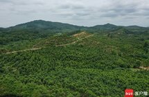 儋州沉香产业带动村民家门口就业 发放沉香苗木3.2万余株