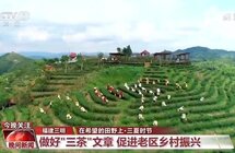 绿叶变金叶！福建三明做好“三茶”文章 促进老区乡村振兴