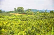 南丰镇奇楠沉香种植基地：做好“第四棵树”文章 促进农户增收农业增效