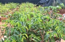 惠东谋划沉香全产业链今后5年发展