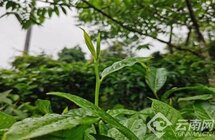 云南南华｜茶产业成为强村富民“绿色银行”