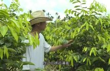 保亭｜推动沉香产业发展 带动就业促农增收
