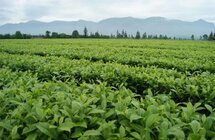 凤庆滇红茶产业联盟推动凤庆茶产业高质量发展