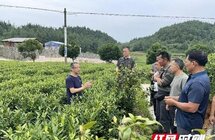 湘西州农业农村局｜开展安全宣传进茶企活动