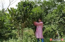广西博白｜金花茶、紫檀、黄花梨、沉香托起特色产业新“钱景”