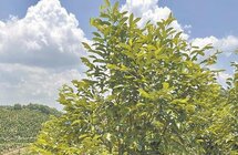 广东多地致力于沉香树的种植推广及沉香衍生产品的开发