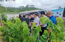 加快推动电白沉香及南药产业规范化、标准化