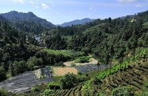 湖南吉首保靖县｜黄金茶“冲”出致富路