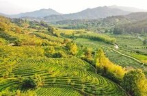福建的茶育种在全国很有名｜闽台茶缘再续佳话