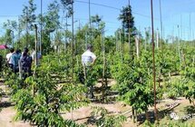 广东首个奇楠沉香区域品牌培育标准化试点项目落户电白