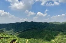 沉香“下凡”开出产业良方｜潮州市饶平县钱东镇种植的连片沉香树