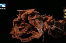 黄奔｜沉香因为稀少而贵重
