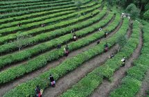 江城老余寨｜户户有茶地人人皆采茶，发展茶产业推进乡村振兴