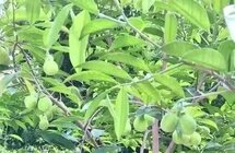 广东省沉香科学研究所团队从沉香叶提炼出降尿酸物质
