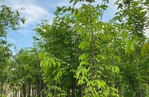 莆田｜引进种植奇楠沉香