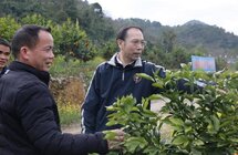 广西财经学院｜财经智库助力乡村振兴“香”产业