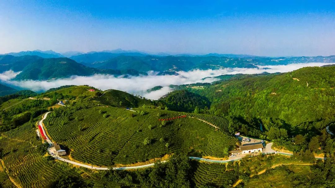陕西平利|走出“因茶致富、因茶兴业”的产业兴旺之路