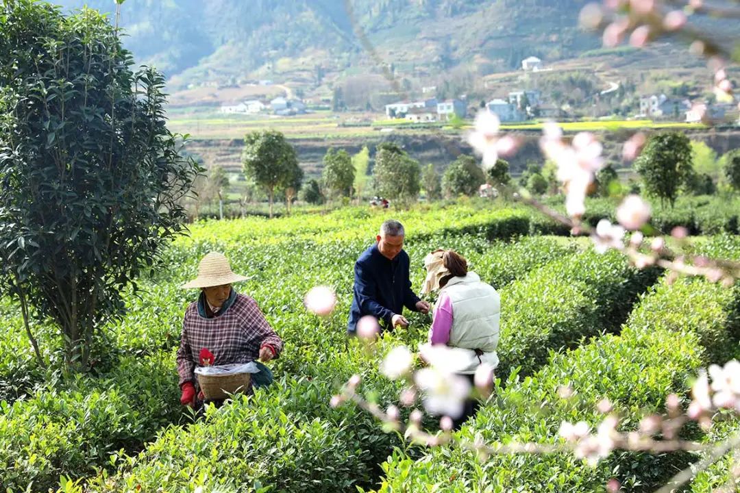 陕西平利｜走出“因茶致富、因茶兴业”的产业兴旺之路