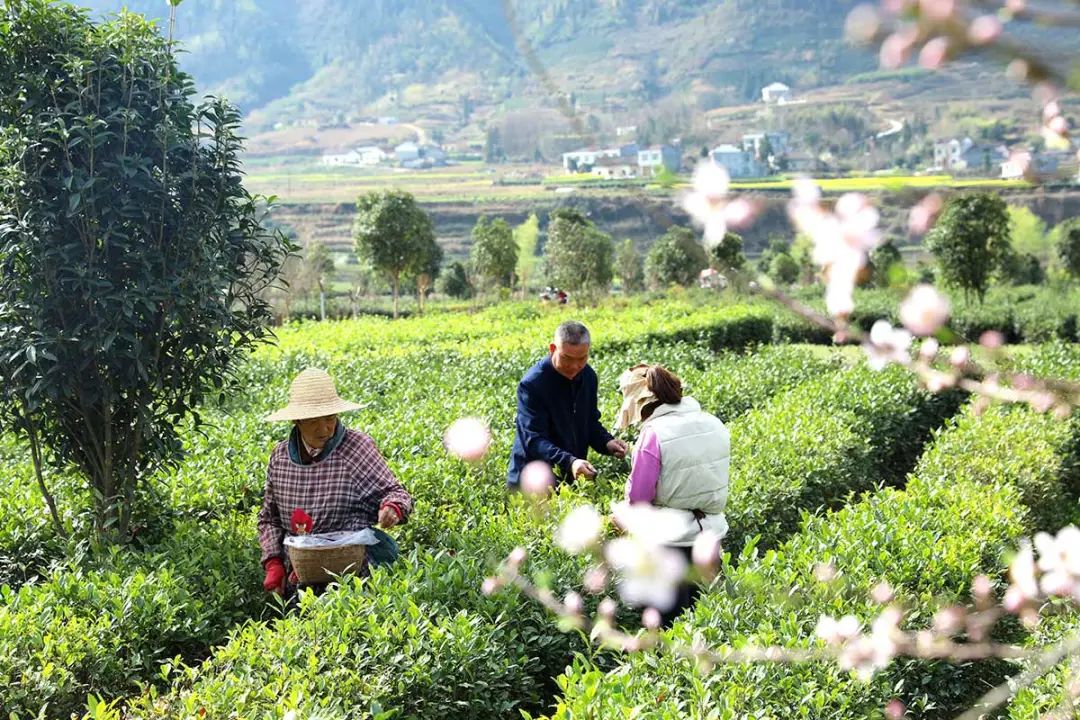 陕西平利|走出“因茶致富、因茶兴业”的产业兴旺之路